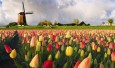 tulipss